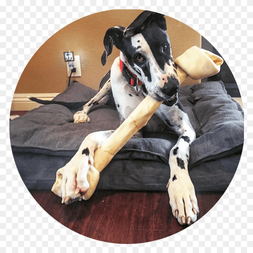 794x795 Roo Companion Dog, Pet, Canine, Animal HD PNG Download