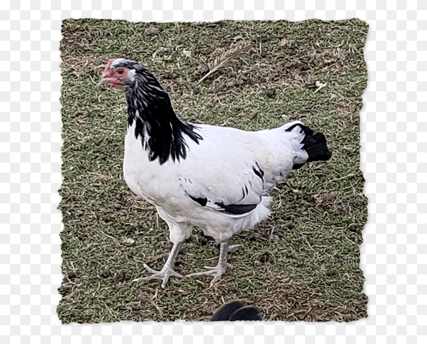 631x617 Rooster, Chicken, Poultry, Fowl HD PNG Download