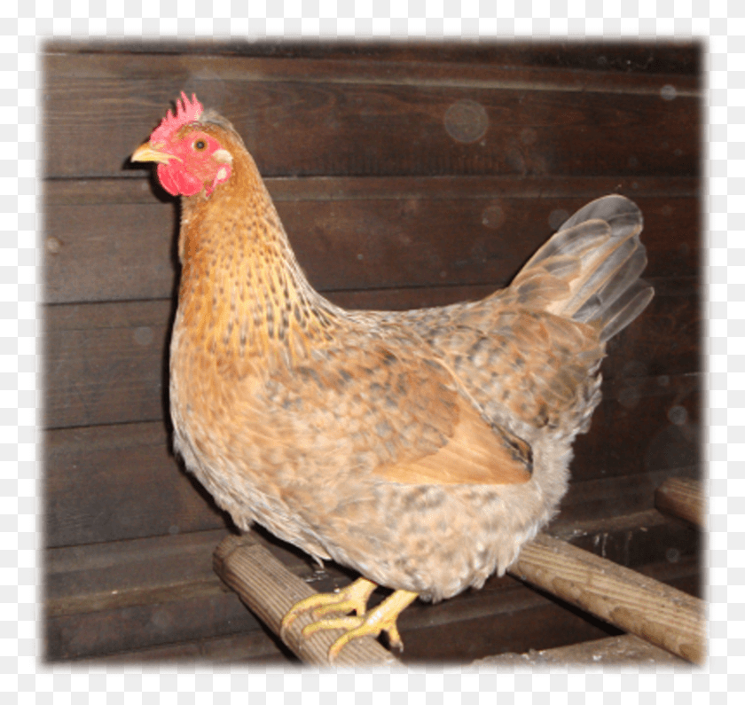 801x755 Rooster, Chicken, Poultry, Fowl HD PNG Download