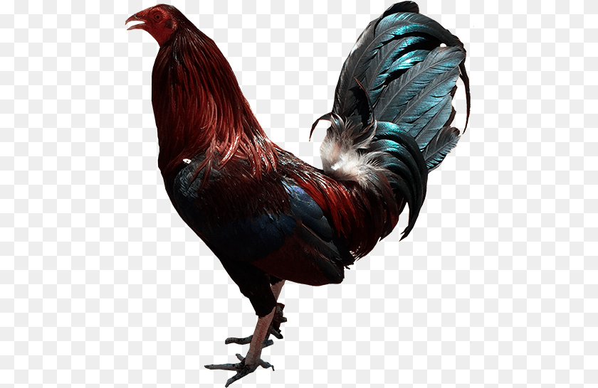 492x546 Rooster, Animal, Bird, Chicken, Fowl Transparent PNG