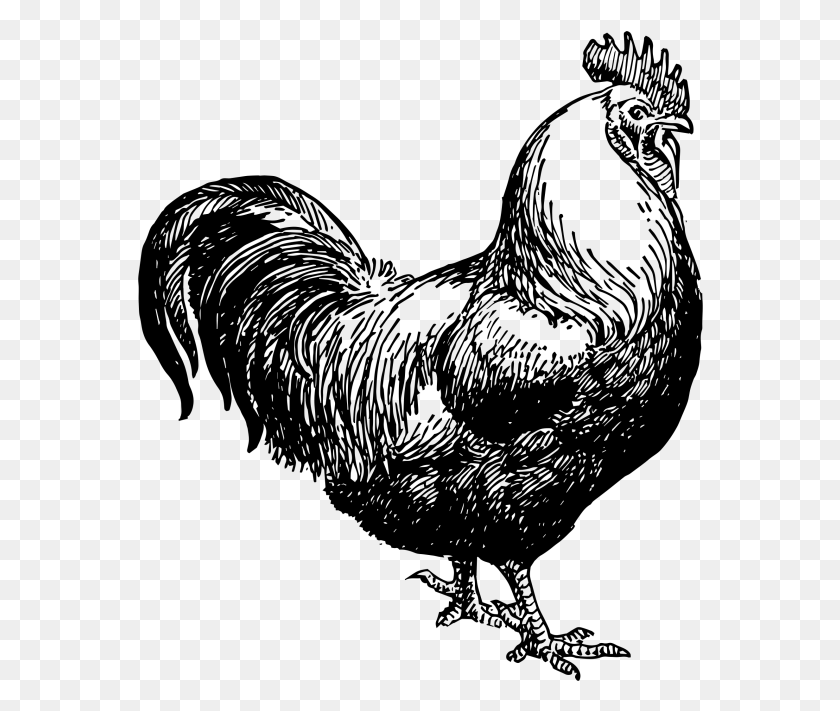 566x651 Петух Курица Черно Белый Рисунок, Серый, Мир Варкрафта Png Скачать