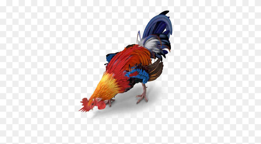 377x404 Gallo Png / Gallo Png