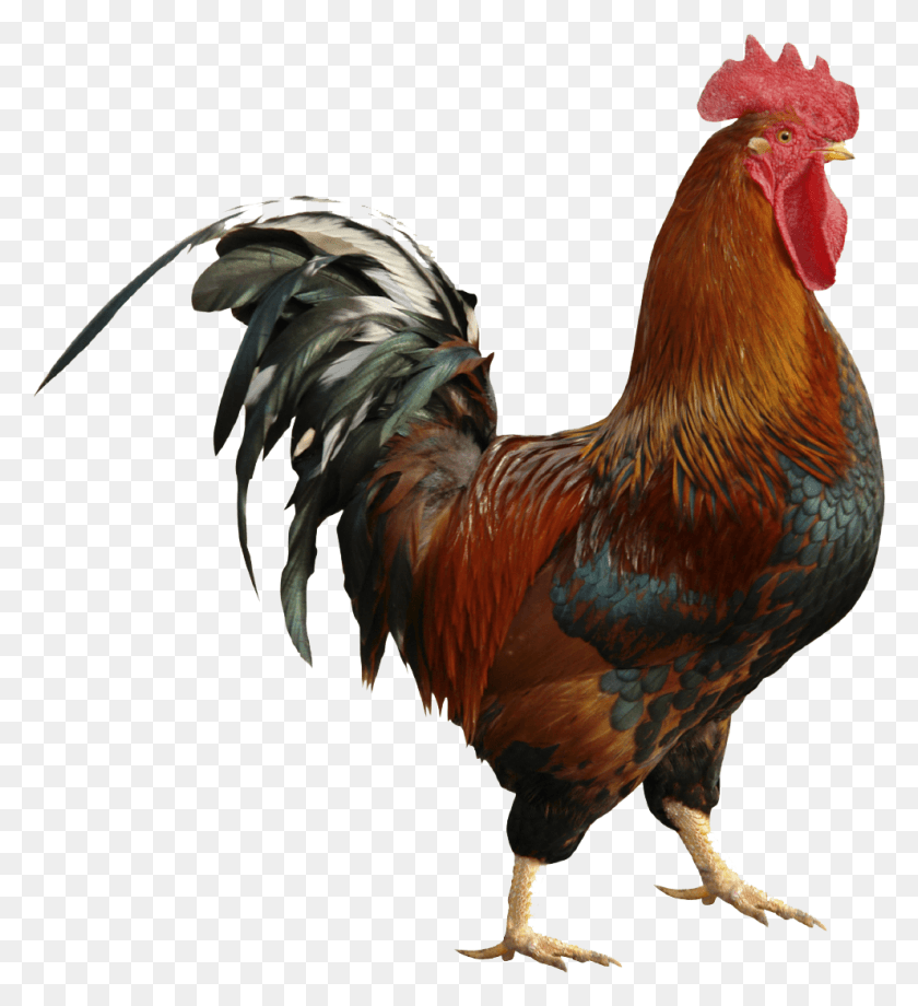 990x1092 Roostertesting Testing Post France National Animal Gallic Rooster, Chicken, Poultry, Fowl HD PNG Download