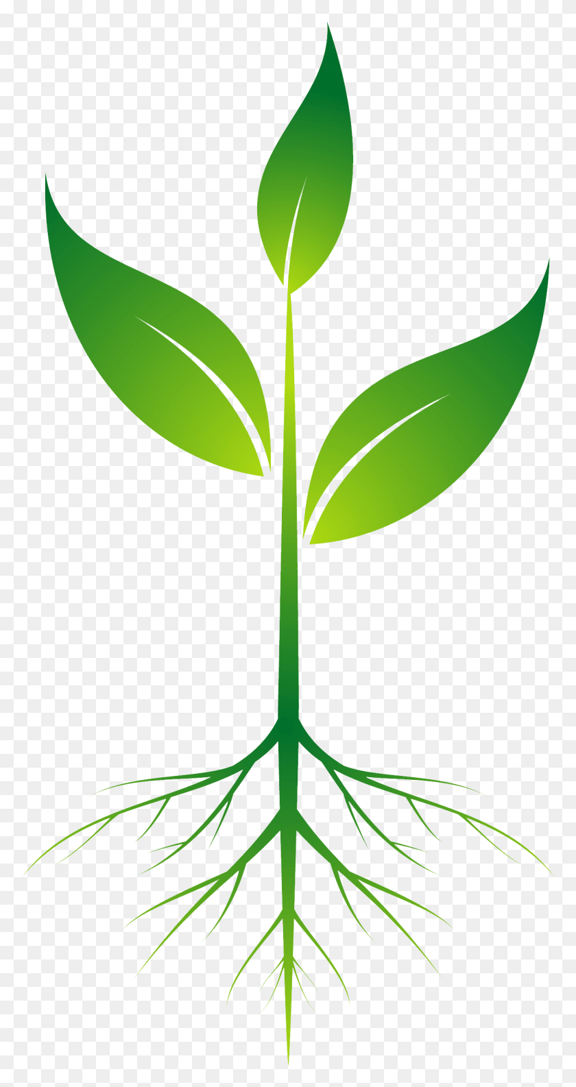 1214x2376 Root Plant Clip Art Transprent Free Plant Roots Clip Art, Leaf, Green, Sprout HD PNG Download