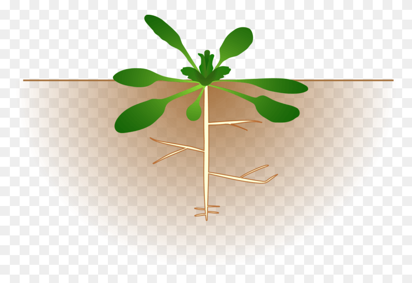 1130x750 Root Plants Tree Computer Leaf Plant With Roots Clipart, Bowl, Meal, Food HD PNG Download