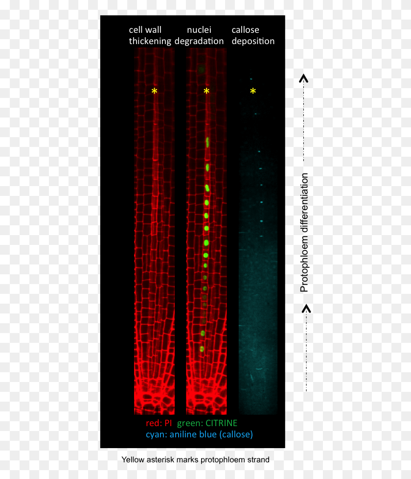 433x918 Root Protophloem Differentiation Propidium Iodide Cell Wall Staining, Light, Laser, Led Descargar Hd Png