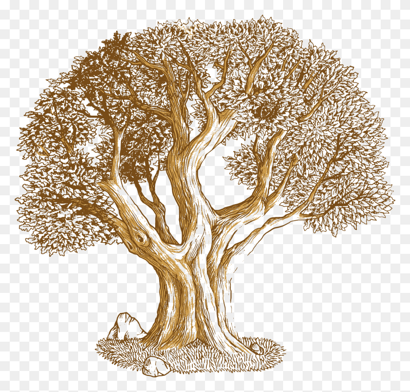 1831x1745 Root Vector Oak Tree Огромный Подарок Для Powerpoint Arvore Carvalho Desenho, Дерево, Растение, Пантера Png Скачать