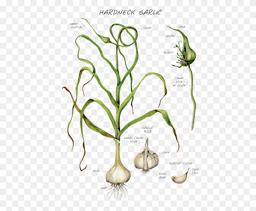 466x634 Root Vegetable, Plant, Food, Garlic HD PNG Download