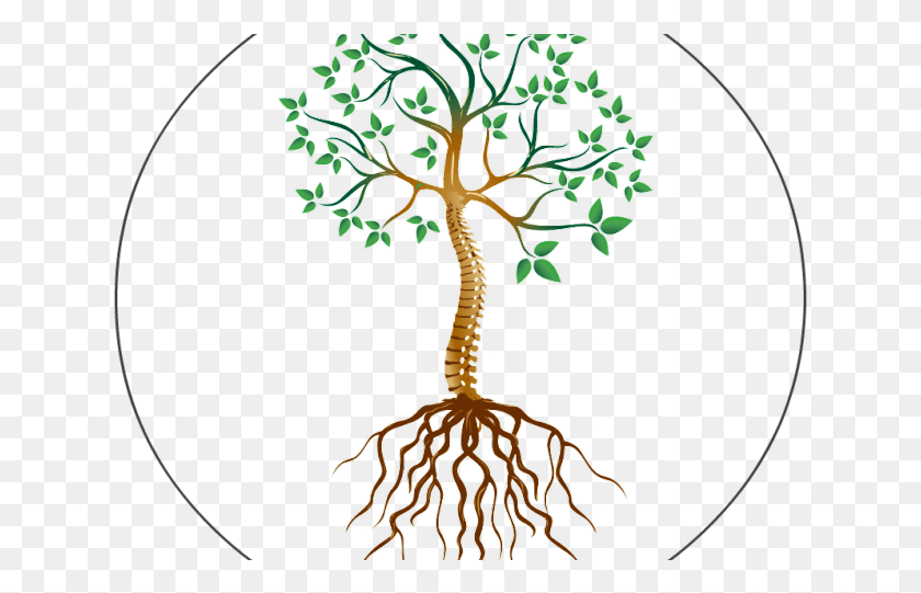 633x481 Roots Clipart Translucent Circle, Plant, Root, Tree HD PNG Download