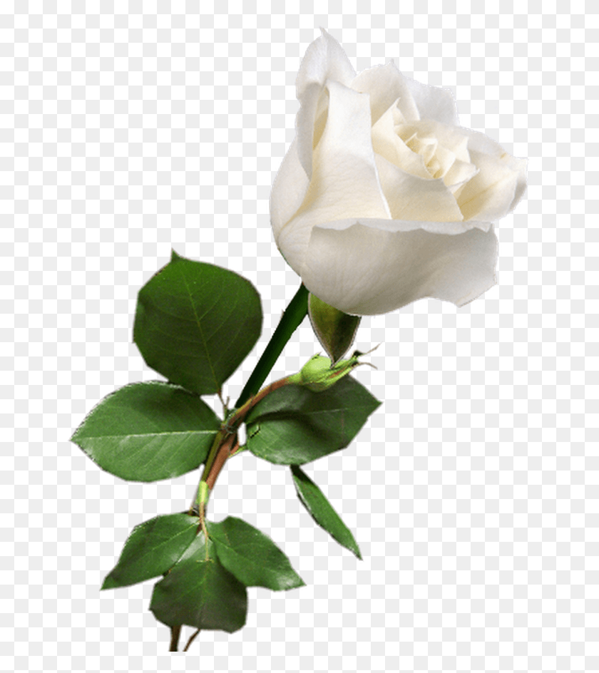654x884 Роза Бланка Белая Роза Белые Розы Красные Розы Одиночная Белая Роза, Роза, Цветок, Растение Hd Png Скачать