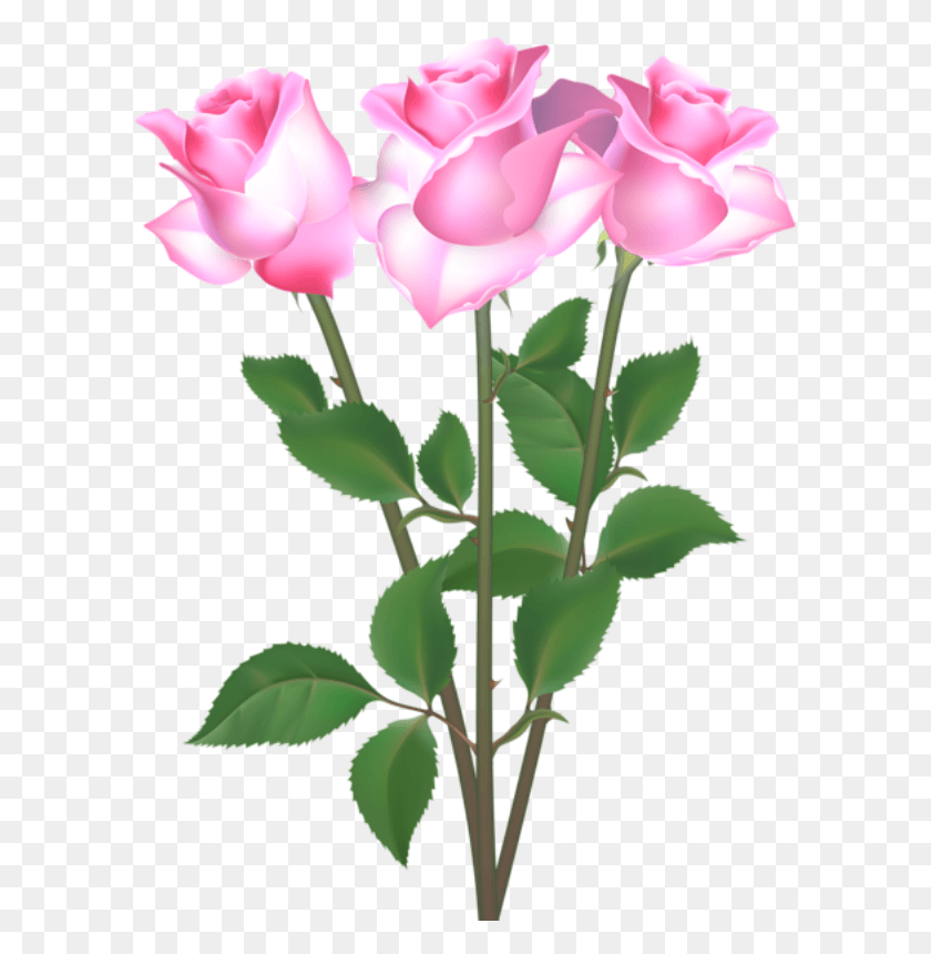 601x800 Роза Кор И Молдес Ком Бр Роза, Растение, Цветок, Цветение Png Скачать