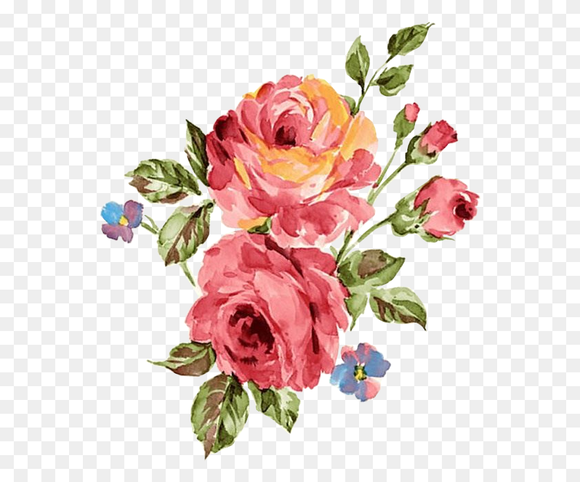 552x639 Rosa Oleo Decoupage Pintura Aquarela Imagens Painted Flowers Wallpaper, Plant, Flower, Blossom HD PNG Download