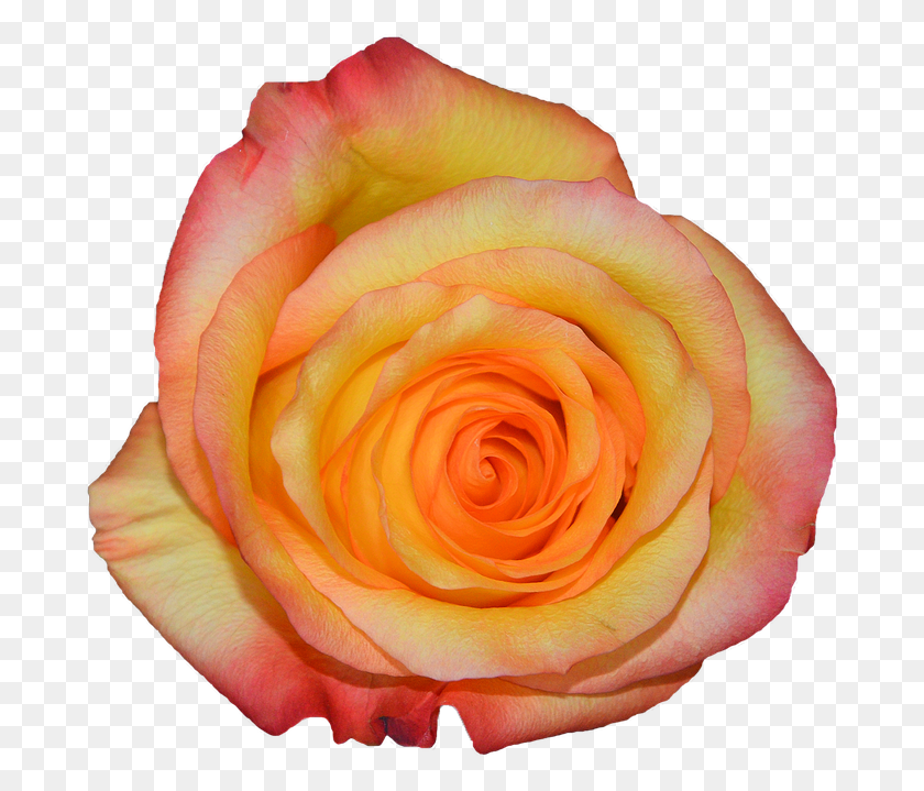 688x659 Rosa Orange Nature Flowers Rosa Arancione, Rose, Flower, Plant HD PNG Download