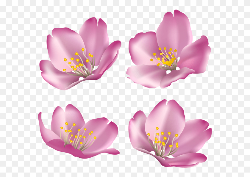 588x535 Роза Рубигиноза, Растение, Цветок, Цветение Hd Png Скачать