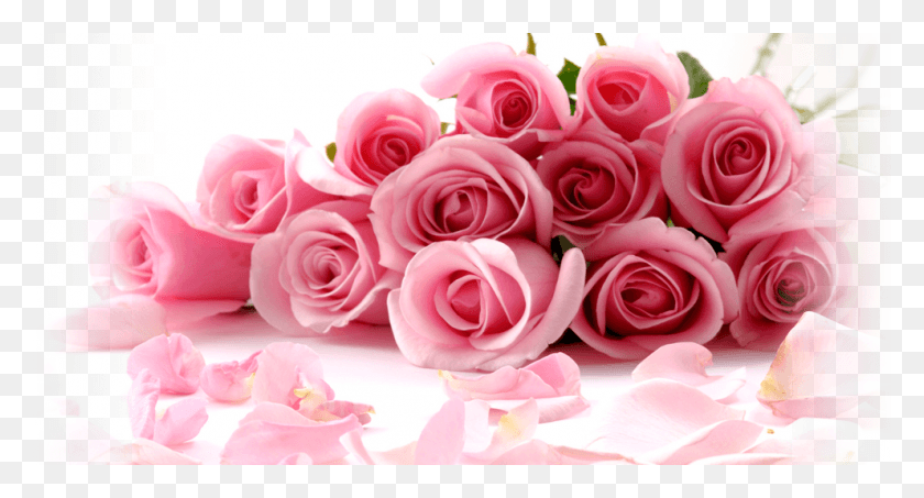 991x500 Rosa Shock Imagini De Fundal Cu Trandafiri, Plant, Rose, Flower HD PNG Download