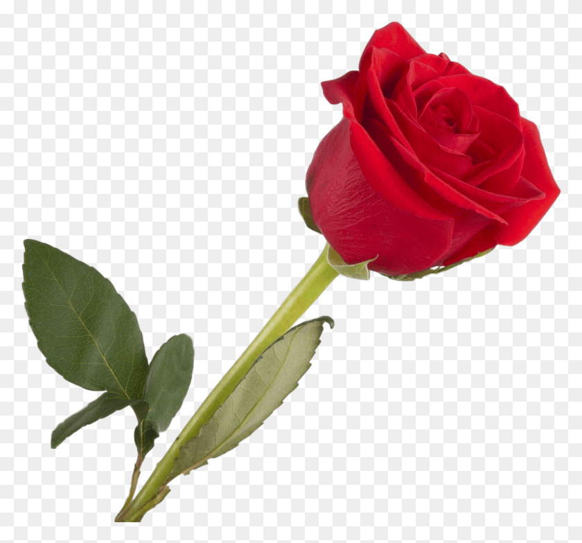 1627x1512 Роза Одиночная Роза, Цветок, Растение, Цветение Hd Png Скачать