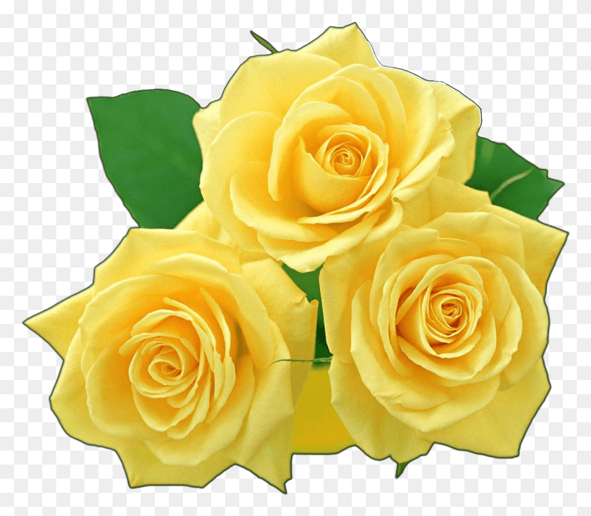 1129x975 Descargar Png Rosas Amarillas Flor Png