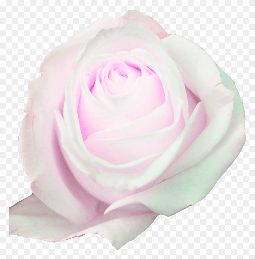 1573x1600 Роза Флорибунда, Роза, Цветок, Растение Hd Png Скачать