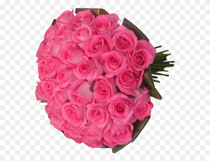 563x583 Rosas Nacionais Na Tonalidade Pink Envoltas Pela Folhagem Garden Roses, Planta, Ramo De Flores, Arreglo Floral Hd Png Descargar