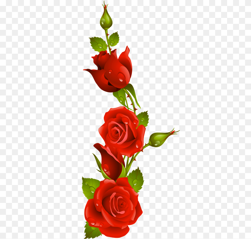364x801 Rosas Rojas Animadas Love Kiss Rose Flower, Plant, Flower Arrangement, Flower Bouquet PNG