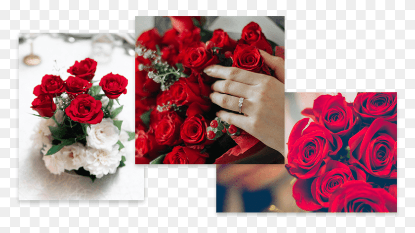 813x430 Rosas Rojas Garden Roses, Plant, Rose, Flower HD PNG Download