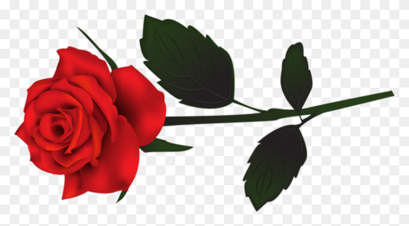 1500x777 Rosas Rosa Fantasma Da Opera, Plant, Leaf, Petal HD PNG Download
