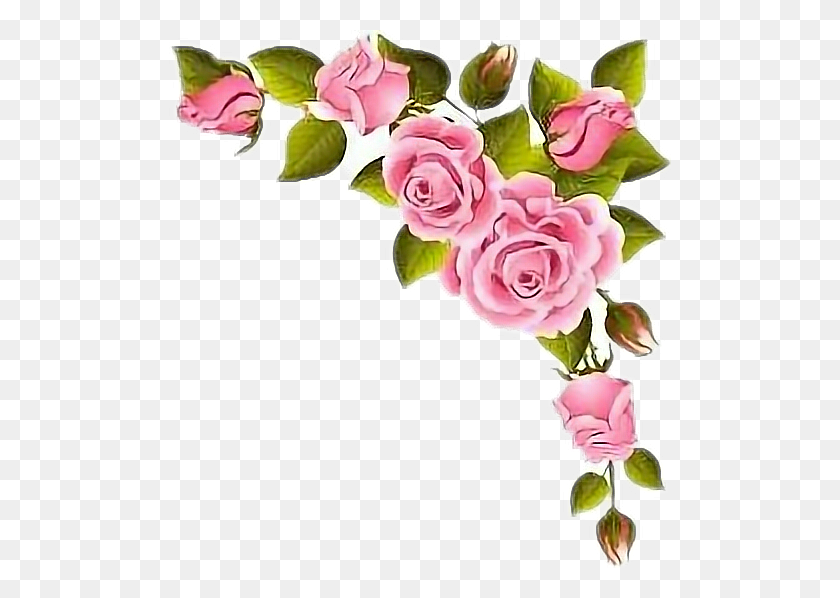 502x538 Rosas Rosas Borde Perfume, Rose, Flor, Planta Hd Png