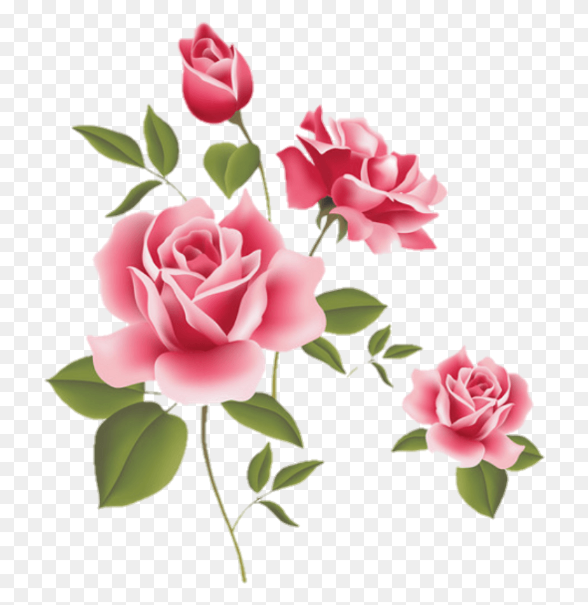 718x804 Rosas Sticker Transparent Pink Roses Border, Rose, Flower, Plant HD PNG Download