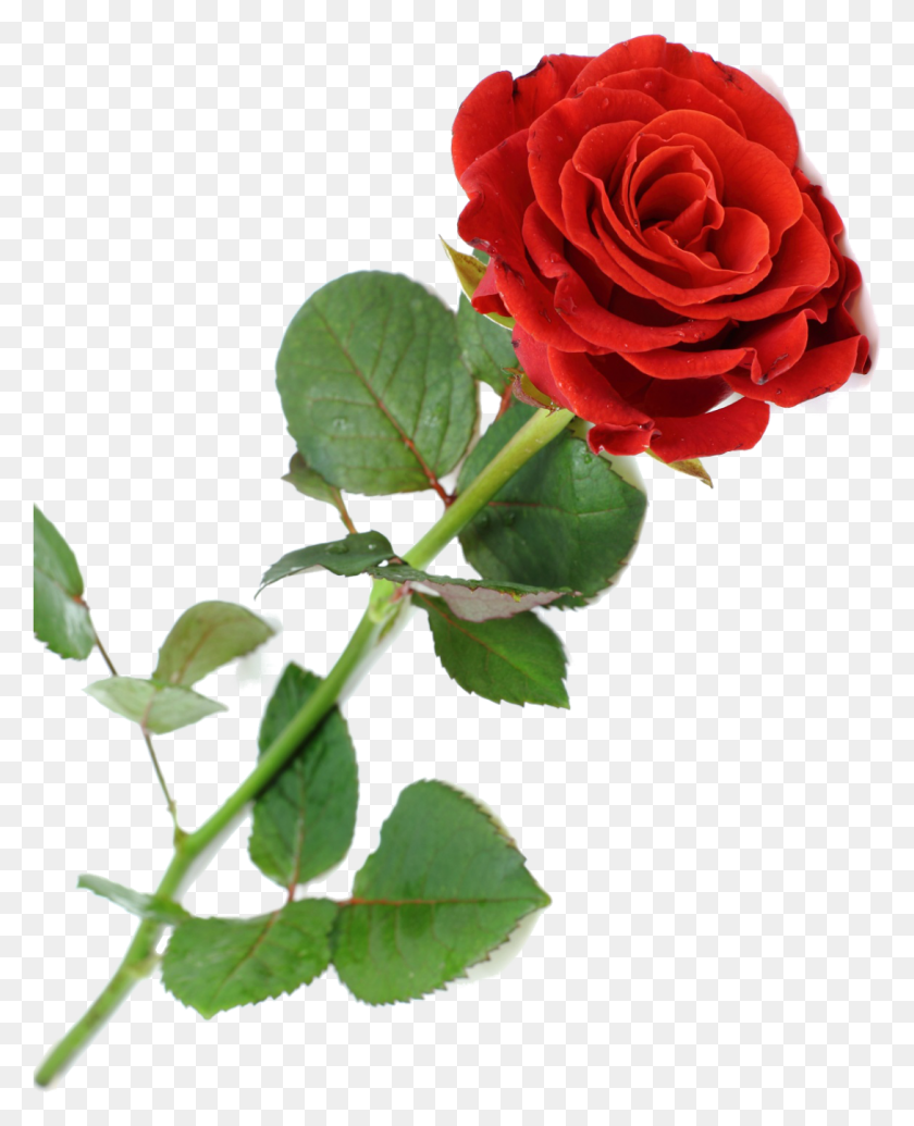 1088x1360 Роза Вермельхас, Роза, Цветок, Растение Hd Png Скачать
