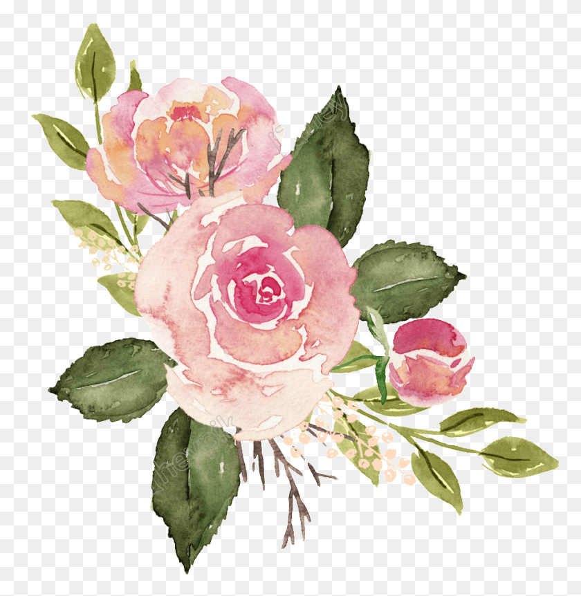 913x939 Rosas Watercolor Roses Free, Plant, Flower, Blossom HD PNG Download