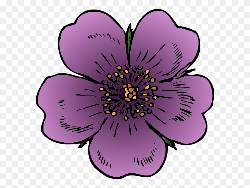 600x570 Rose, Anemone, Flower, Plant HD PNG Download