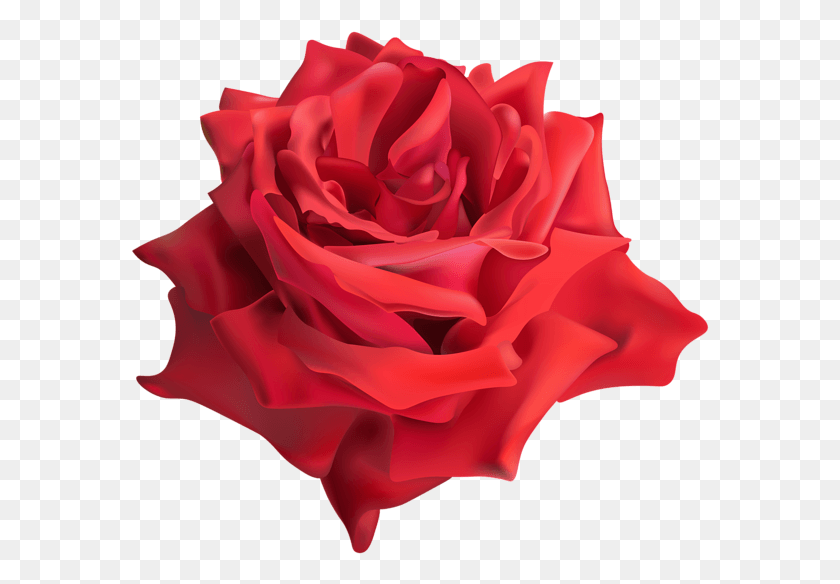 578x524 Rose, Flower, Plant, Blossom HD PNG Download