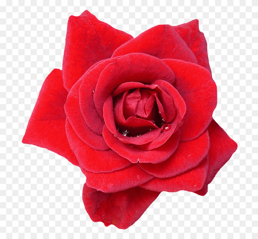 713x720 Rose, Flower, Plant, Blossom HD PNG Download