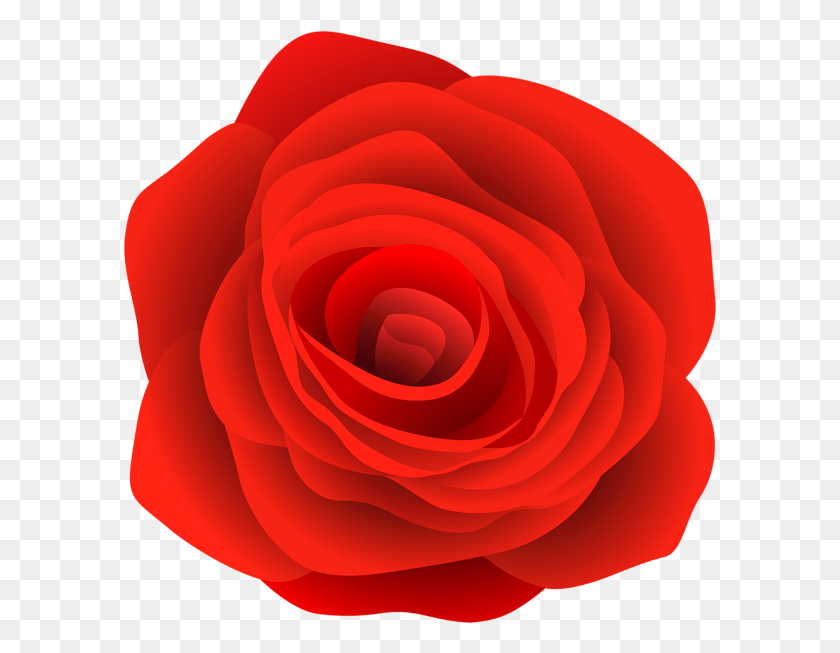 593x593 Rosa, Flor, Planta, Flor Hd Png