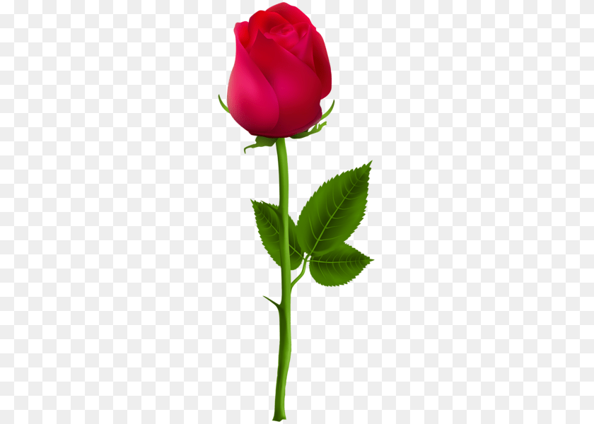 Rose, Flower, Plant Sticker PNG