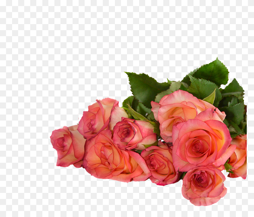 Rose Flower, Flower Arrangement, Flower Bouquet, Plant PNG