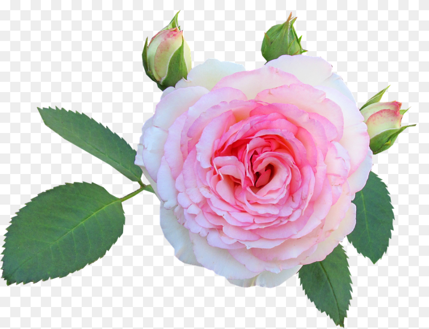 Rose Flower, Plant, Petal Sticker PNG