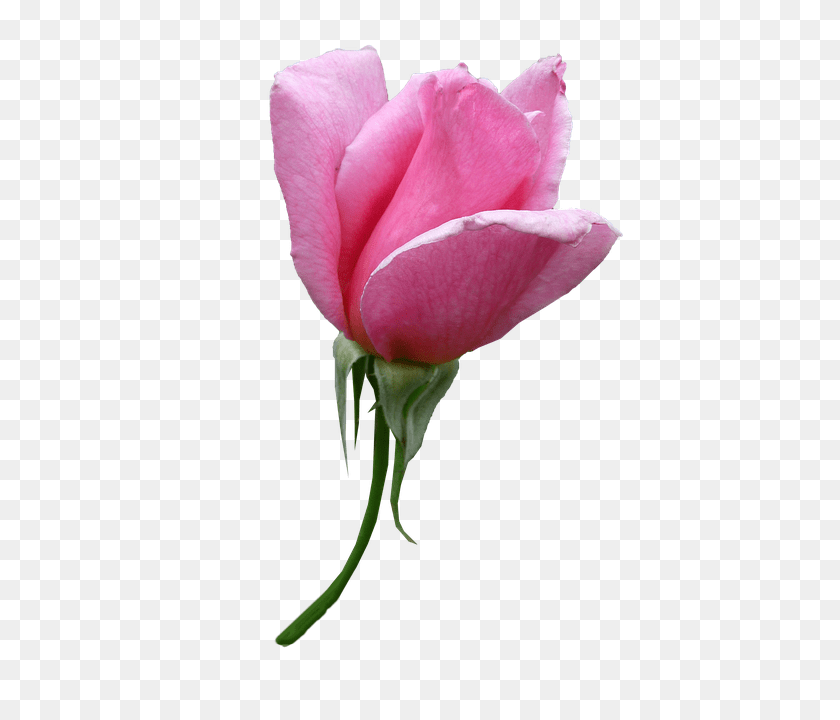 405x720 Rose Flower, Plant, Petal, Person PNG