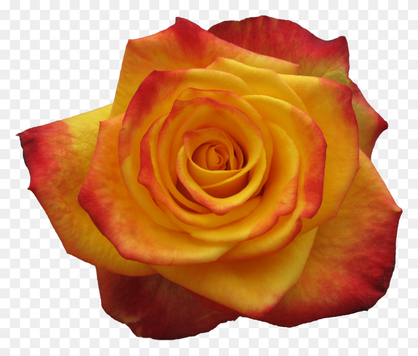 2492x2096 Png Розовые Розы