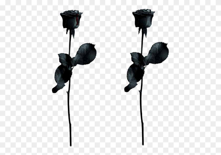 451x528 Rose Black Drops Of Blood Gothic Noble Isolated Gothic, Plant, Flower, Petal HD PNG Download