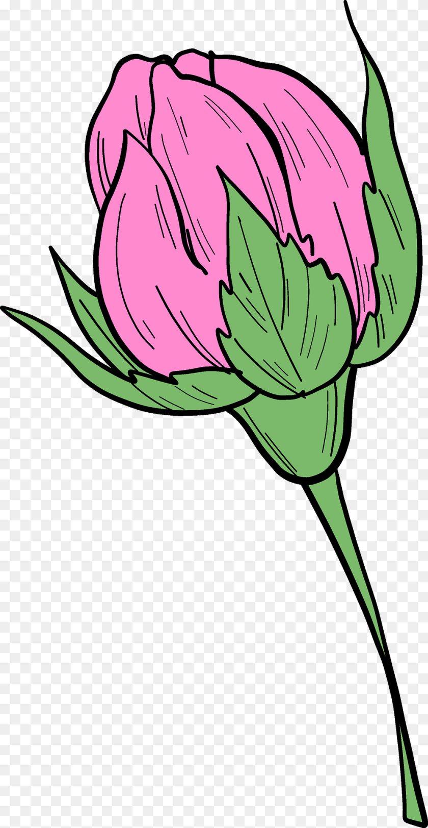 Rose Bud Clipart, Flower, Plant, Carnation, Art Transparent PNG