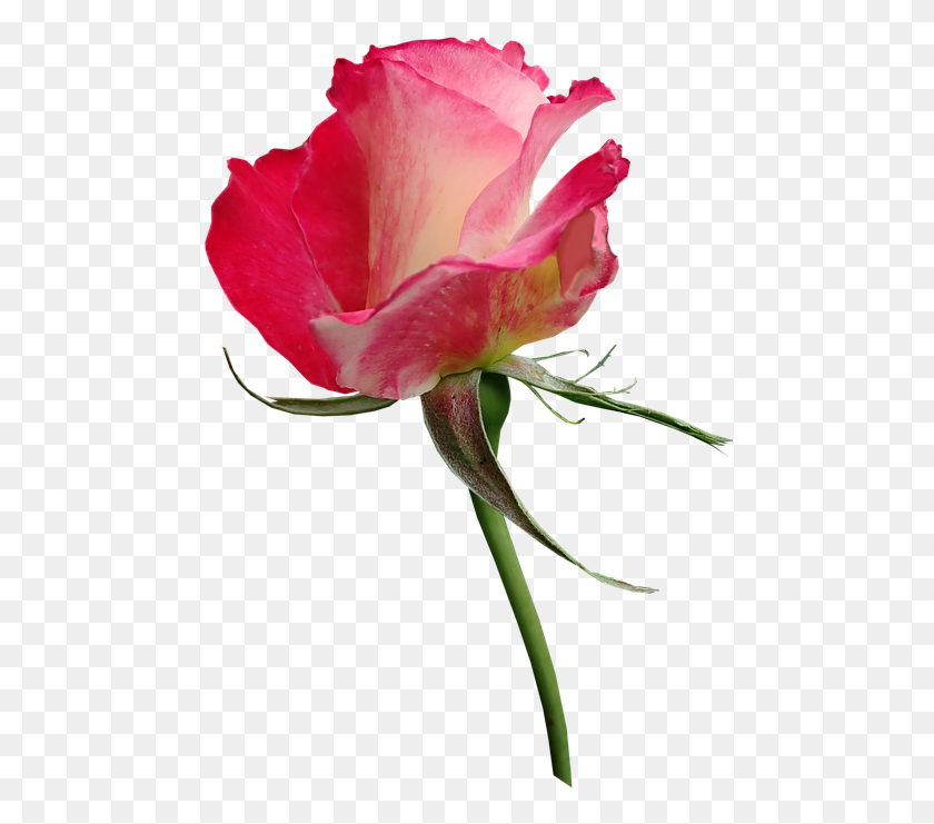 478x681 Роза Бутон Цветок Духи Сад Природа Гибрид Чайная Роза, Растение, Цветение Hd Png Скачать