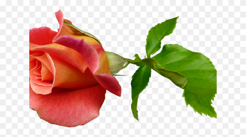 641x408 Бутон Розы Картинки Стебель Бутон Розы, Растение, Цветок, Цветение Hd Png Скачать