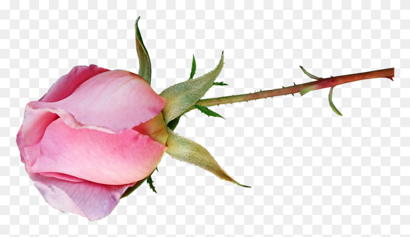 945x516 Rose Bud Pink Garden Nature Garden Roses, Flower, Plant, Blossom Descargar Hd Png
