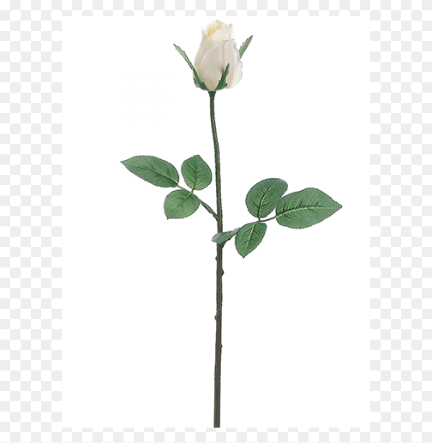 601x801 Бутон Розы Спрей Белые Садовые Розы, Растение, Цветок, Цветение Hd Png Скачать