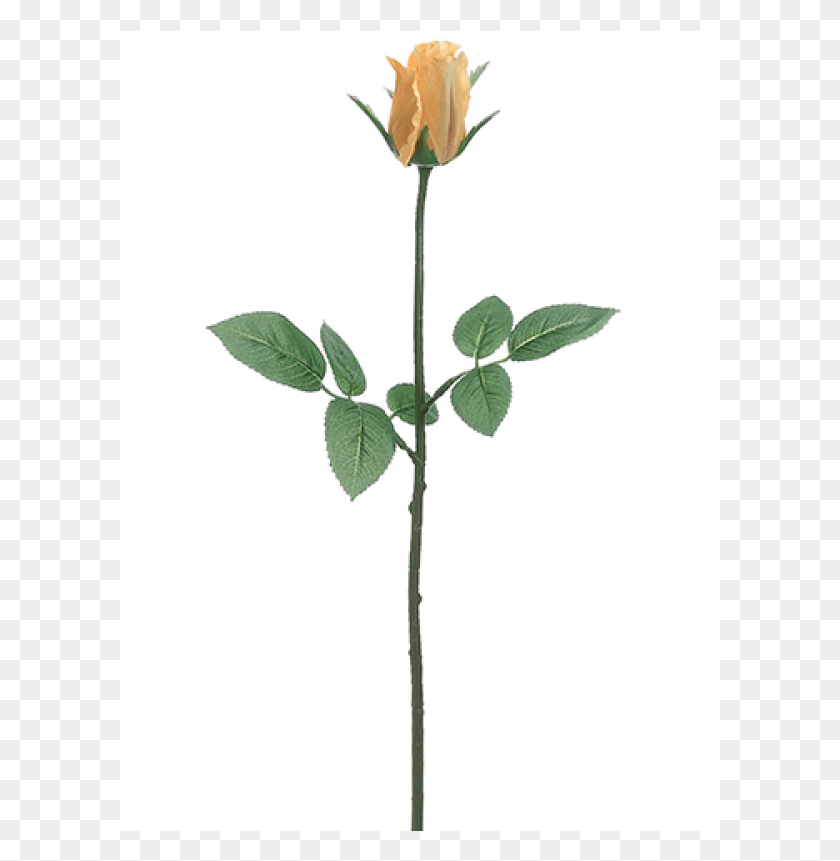 601x801 Бутон Розы Спрей Желтая Гибридная Чайная Роза, Растение, Цветок, Цветение Hd Png Скачать