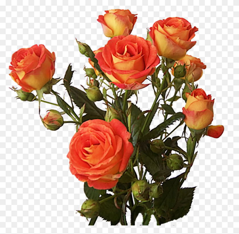 884x864 Роза Букет Цветов Переносимая Сетевая Графика, Растение, Цветок, Цветение Png Скачать