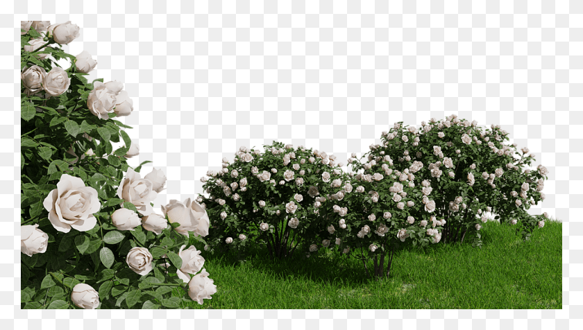 1200x640 Arbusto De Rosa Floribunda, Planta, Hierba, Flor Hd Png