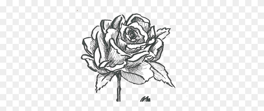 354x294 Rose Bush Garden Roses, Sketch HD PNG Download