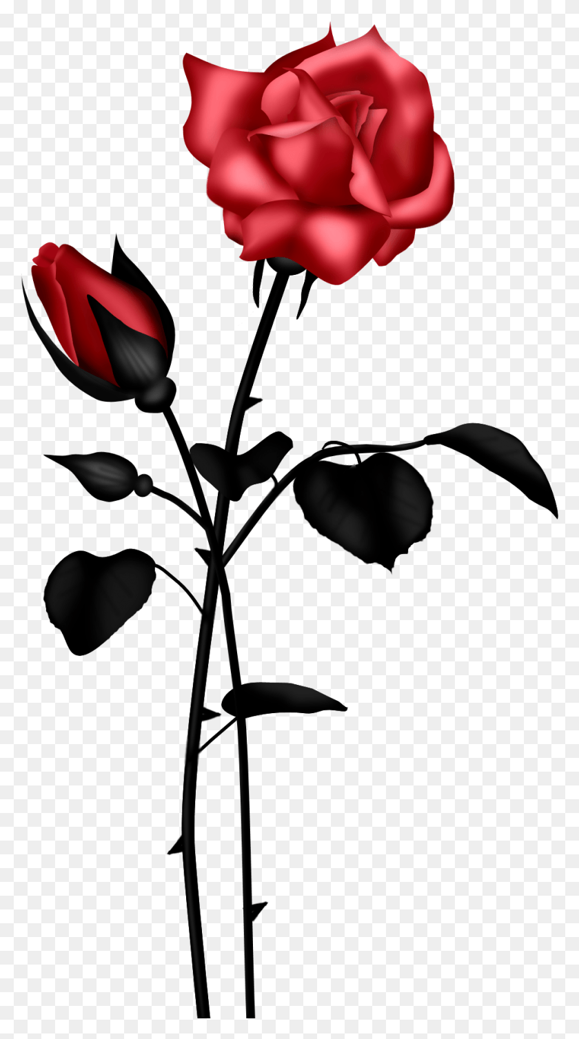 949x1762 Роза Клипарт, Растение, Цветок, Цветение Hd Png Скачать
